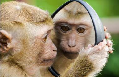 Monkey Selfie: Is Copyright Law Monkey Business?