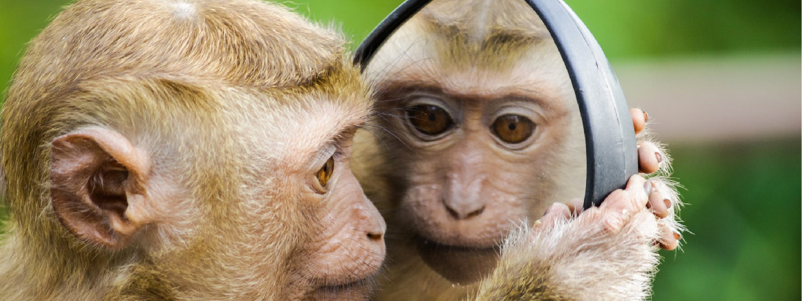 a monkey looking at his face in the mirror