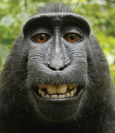 naruto the monkey selfie